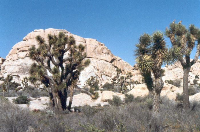 ../Images/196.Joshua Tree Natl. Mon.jpg